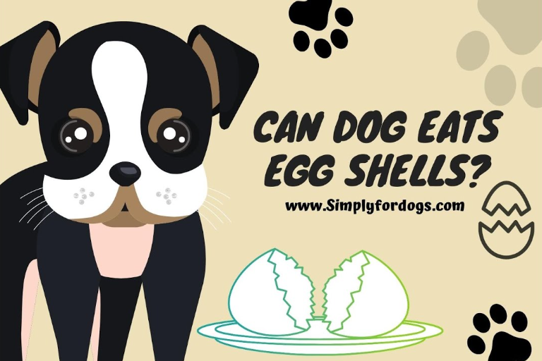 can dogs eat egg shells
