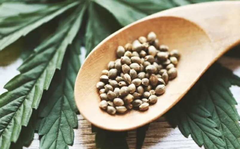 Top 5 Benefits of Using Feminized Cannabis Seeds