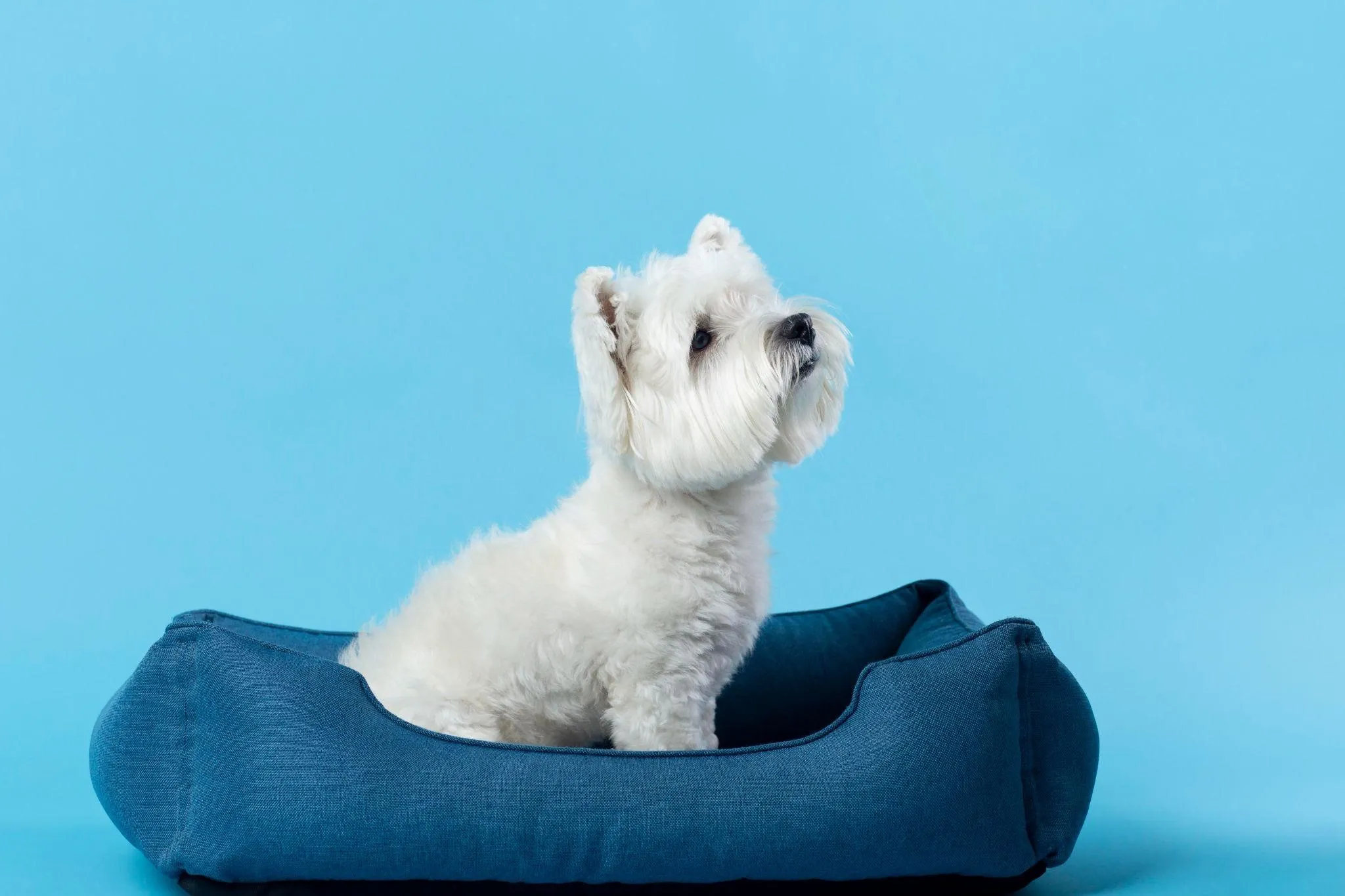 Elevate Your Pup's Rest Types of Luxury Memory Foam Dog Beds for Dogs of All Sizes